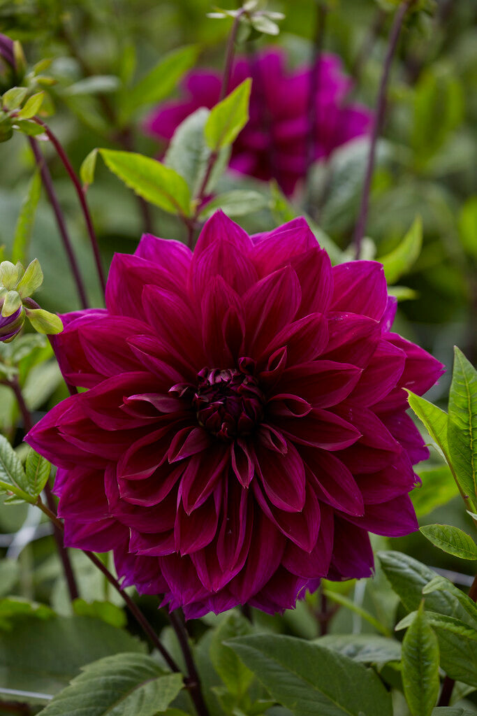 Dahlia Dekorativ Thomas A. Edison 1-pack